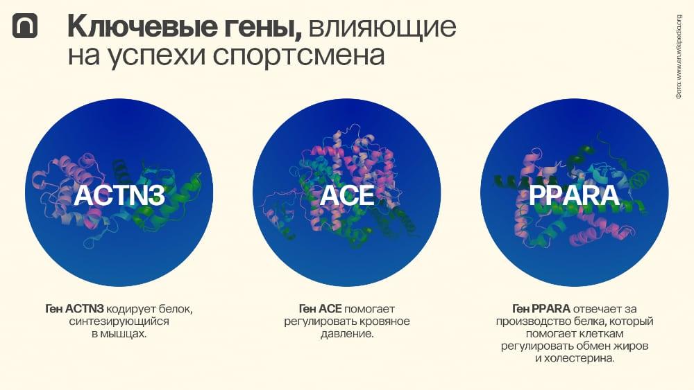 ключевые гены в спортивной генетике